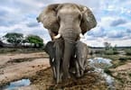 Control tightened on African elephant sales to zoos outside the continent